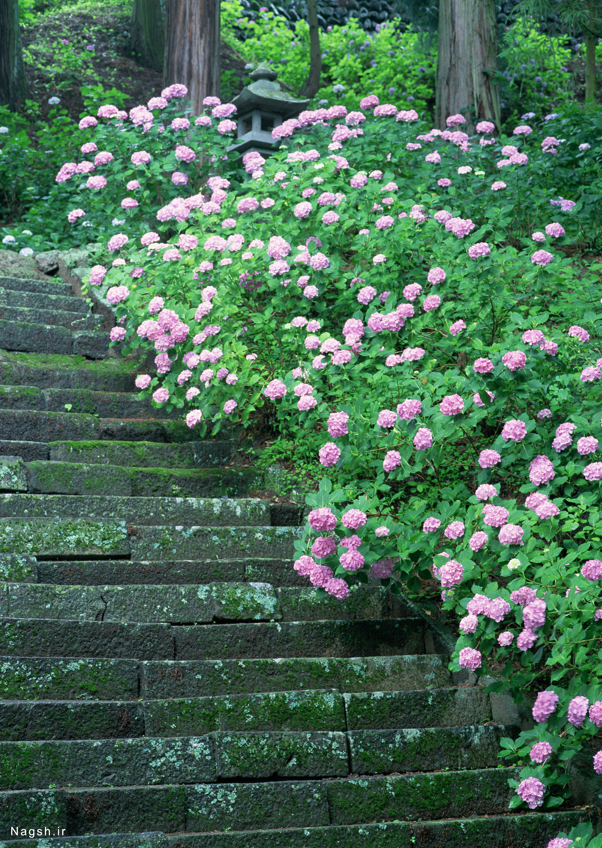 پله ای از گل